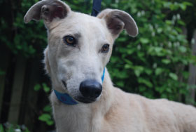 orsen_covershot_280x188