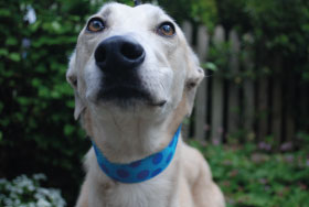 orsen_noseup_280x188