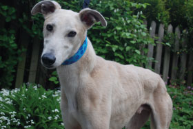 orsenheadneck_280x188