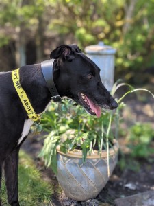 Stix frontispiece (2)