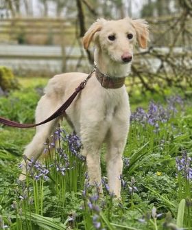 Ronnie bluebells