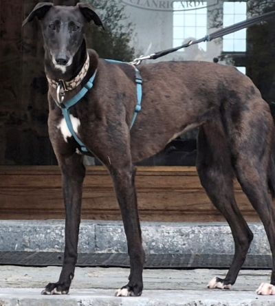 Shambala full body