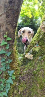 K Tongue