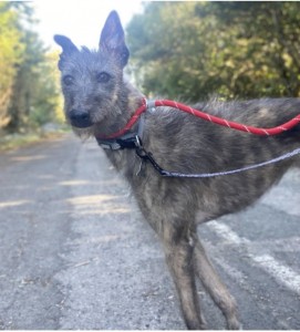 Cara, a 4 years old female Lurcher available for adoption from Erin Hounds in Cheshire