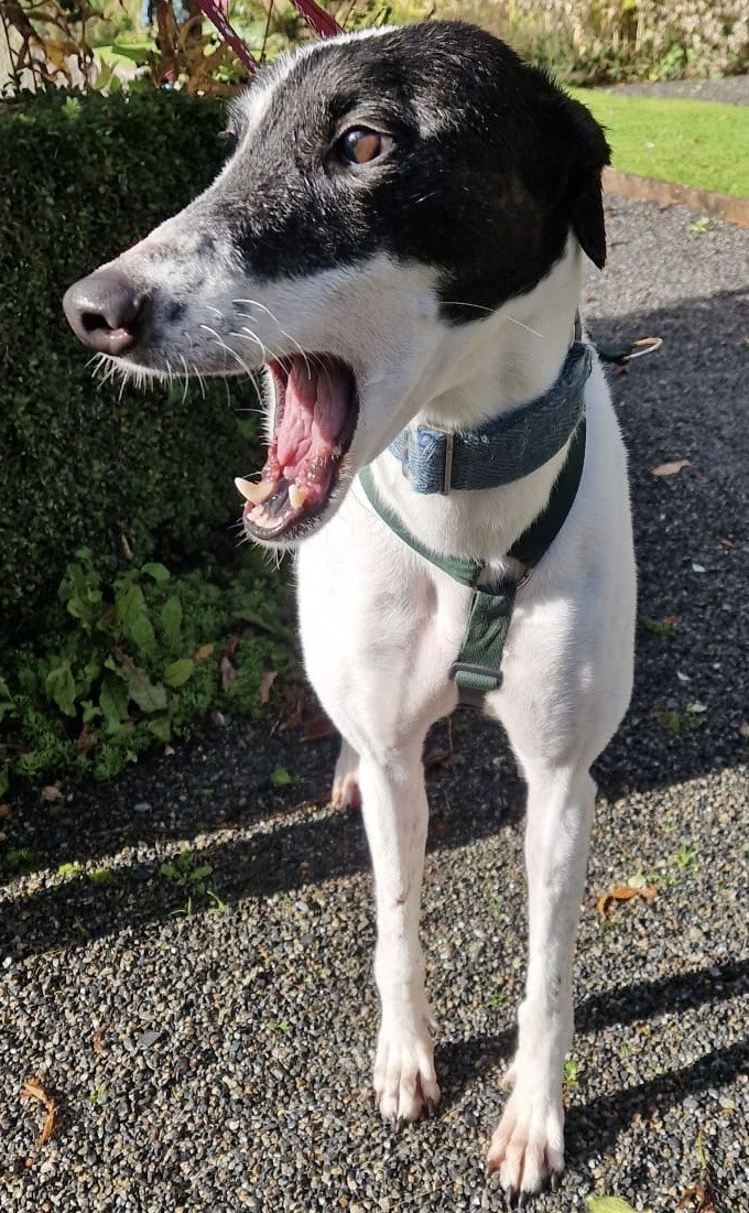 Quota, a 5 years old female Greyhound available for adoption from Erin Hounds in Cheshire
